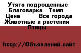 Утята подрощенные “Благоварка“,“Темп“ › Цена ­ 100 - Все города Животные и растения » Птицы   